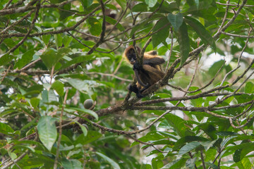 Geoffroy's spider monkey (Ateles geoffroyi) resting high in lush tropical rainforest canopy in Costa Rica © Thorsten Spoerlein