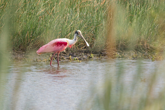 Roseate spoonbill (Platalea ajaja) foraging in shallow water near green marsh vegetation in Costa Rica