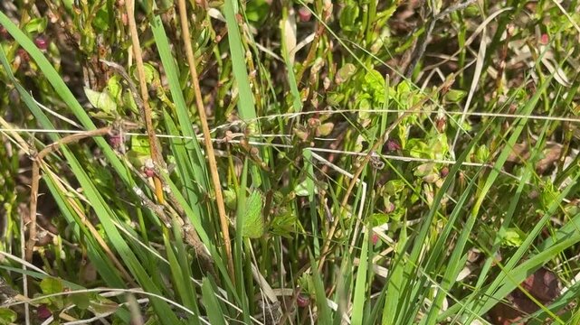 Green Hairstreak butterfly in bilberry plant small beutiful insect UK 4K
