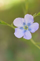 Obraz premium Blue Flax Flower Close Up