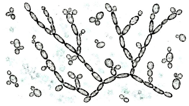 Candida albicans GMS Stain Microscopy Showing Budding Yeast Cells and Pseudohyphae on White Background