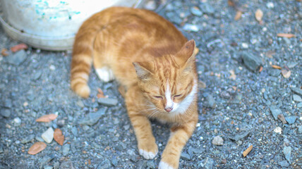 Cute ginger kitten walking forward on the ground © aikshwe