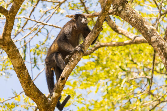 Mantled howler monkey (Alouatta palliata) climbing up a tree in the tropical rainforest of Costa Rica