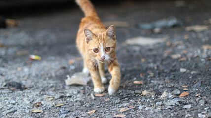Cute ginger kitten walking forward on the ground © aikshwe