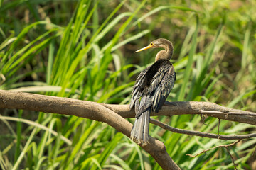 Fototapeta premium Female anhinga (Anhinga anhinga) perched on a fallen tree over the Tarcoles River looking to the side with reeds in the background