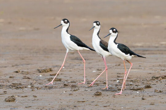 Side view of three black-necked stilts (Himantopus mexicanus) walking together along the muddy shore of the Tarcoles River in Costa Rica