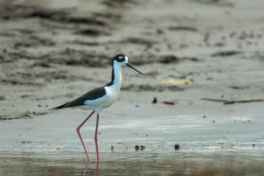 Side view of a black-necked stilt (Himantopus mexicanus) standing on the muddy shore of the Tarcoles River in Costa Rica