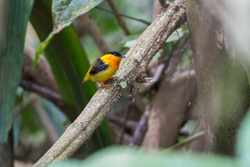 Fototapeta premium male orange-collared manakin (Manacus aurantiacus) perched on a low branch in the rainforest understory in Costa Rica