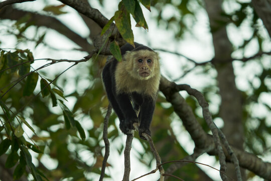Front view of a white-faced capuchin monkey (Cebus capucinus) climbing down a tree branch toward the camera in Costa Rica