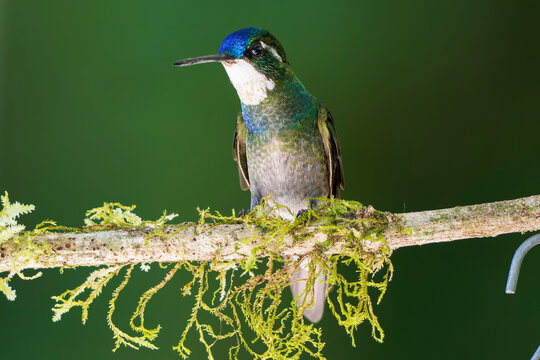 male white-throated mountain-gem hummingbird (Lampornis castaneoventris) perched on a mossy branch against a dark green background in Dota, Costa Rica