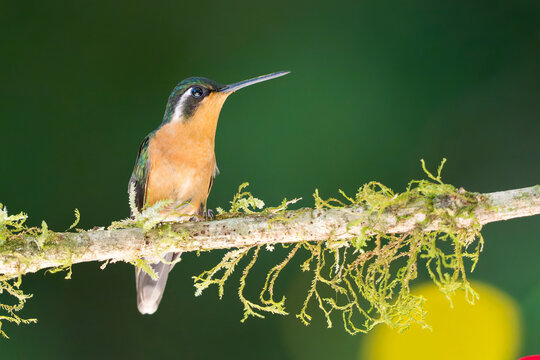 female white-throated mountain-gem hummingbird (Lampornis castaneoventris) perched on a mossy branch in Dota, Costa Rica