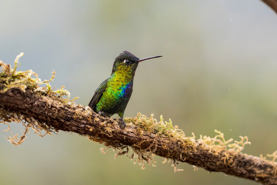 Side view of a fiery-throated hummingbird (Panterpe insignis) perched on a mossy branch in Dota, Costa Rica