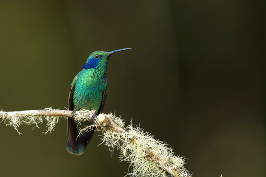 Side view of a lesser violetear hummingbird (Colibri cabanisi) perched on a mossy branch in Dota, Costa Rica
