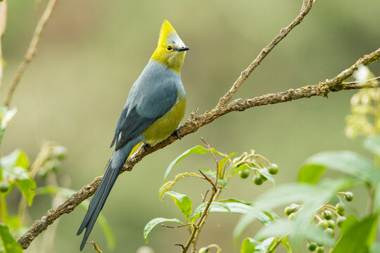 Male long-tailed silky-flycatcher (Ptiliogonys caudatus) perched on a branch with back to camera looking over shoulder in Dota, Costa Rica