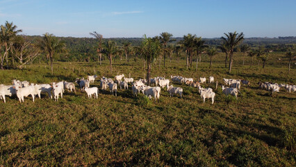Divided pastures and Nelore cattle among tucuma palms at sunrise in Apui Amazon © rafael