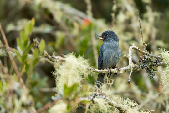 Side view of a male slaty flowerpiercer (Diglossa plumbea) perched on a mossy branch with open bill in Dota, Costa Rica