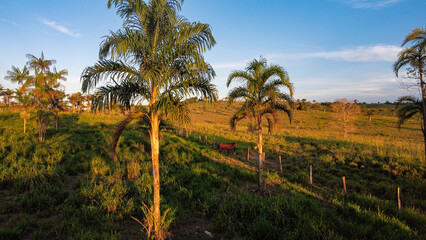 Sustainable family farm with peach palm and renewed pastures at sunrise in Apui Amazon © rafael