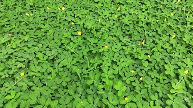 Vibrant Field of Creeping Pinto Peanut Plants with Small Yellow Flowers for Natural Ground Cover and Ecological Landscaping Background