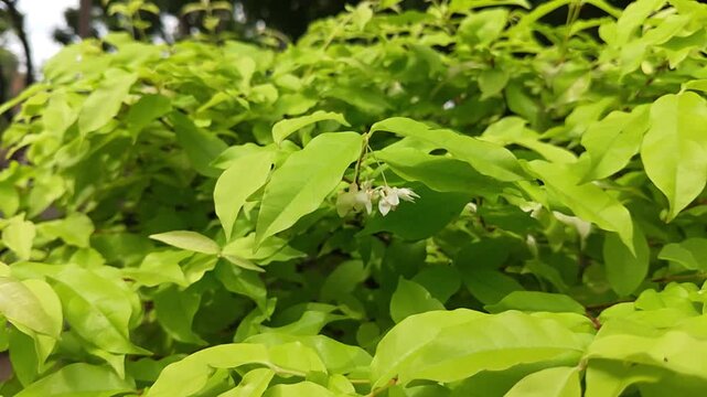 Vibrant Green Foliage with Tiny Delicate White Flowers Blooming in a Lush Garden Setting