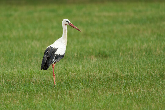 White stork (Ciconia ciconia) walking in a green meadow foraging for food