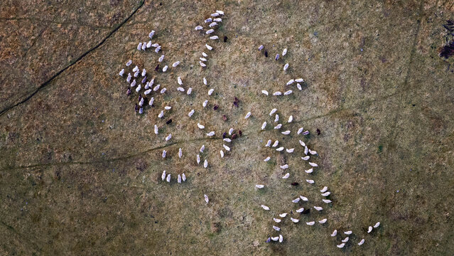 Aerial View of Sheep Flock Grazing in a Large Pasture