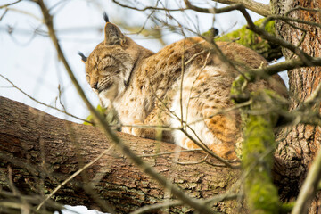 Obraz premium Eurasian lynx (Lynx lynx) sleeping peacefully on a tree branch in side view
