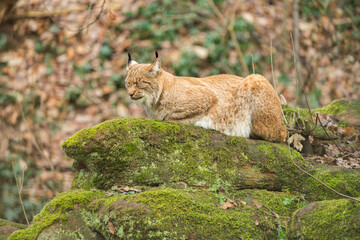 Fototapeta premium Eurasian lynx (Lynx lynx) sleeping peacefully on a rock in side view
