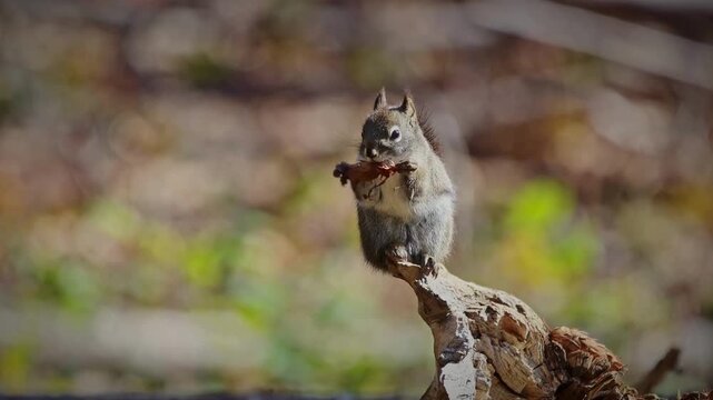 A gray squirrel perched on a tree branch eating a nut in a natural outdoor setting with blurred background