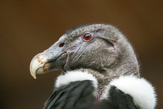 Close-up portrait of a male Andean condor (Vultur gryphus) showing white ruff and facial caruncle