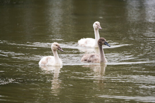 Three young cygnets (Cygnus olor) swimming together on a calm pond