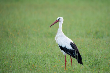 Fototapeta premium White stork (Ciconia ciconia) standing in a green meadow in wild nature
