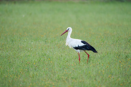 White stork (Ciconia ciconia) standing in a green meadow in wild nature