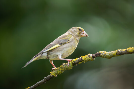 European greenfinch (Chloris chloris) perched on a lichen-covered tree branch in wild nature