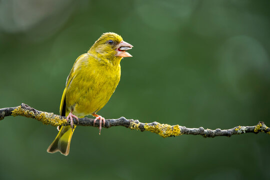 European greenfinch (Chloris chloris) perched on a lichen-covered tree branch in wild nature