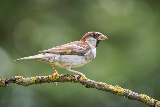 House sparrow (Passer domesticus) perched on a lichen-covered tree branch in wild nature