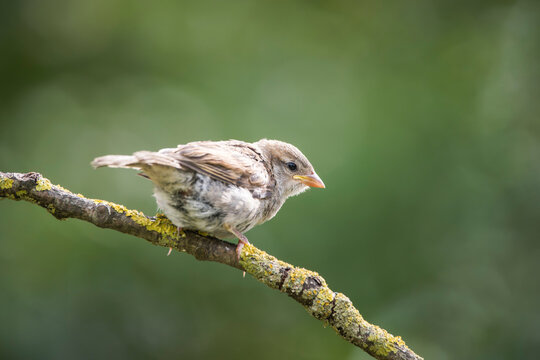 House sparrow (Passer domesticus) perched on a lichen-covered tree branch in wild nature