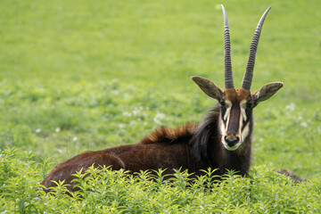 Sable antelope (Hippotragus niger) lying down on the ground hidden behind tall grass © Thorsten Spoerlein