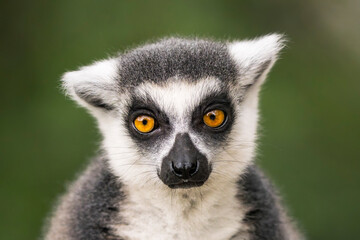 Fototapeta premium Ring-tailed lemur (Lemur catta) close up portrait looking at camera