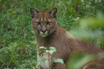 Naklejka premium Puma (Puma concolor) close up portrait looking at camera