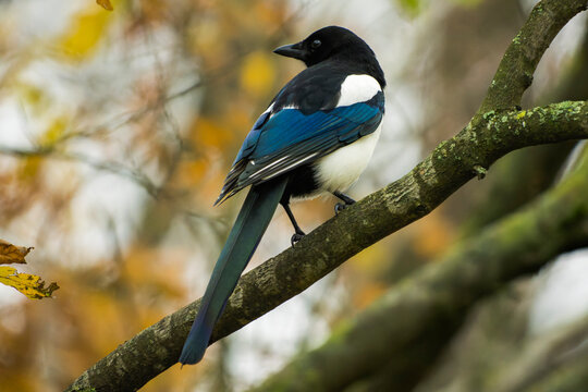 Eurasian magpie (Pica pica) perched on a branch with back to the camera looking sideways