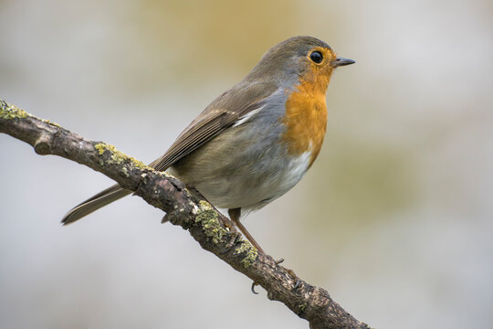 European robin (Erithacus rubecula) perched on a lichen-covered tree branch in wild nature