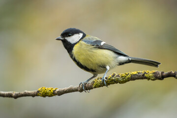 Obraz premium Great tit (Parus major) perched on a lichen-covered tree branch in wild nature