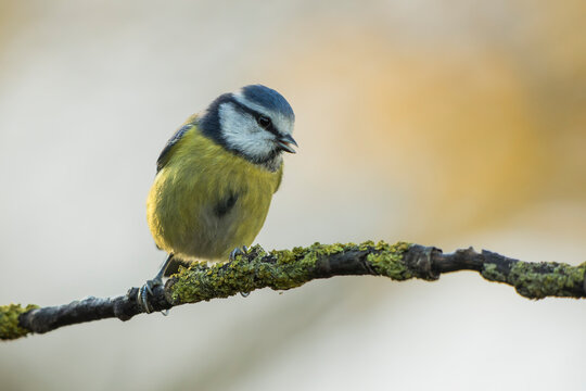 Blue tit (Cyanistes caeruleus) perched on a lichen-covered tree branch in wild nature