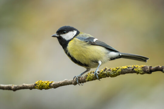 Great tit (Parus major) perched on a lichen-covered tree branch in wild nature