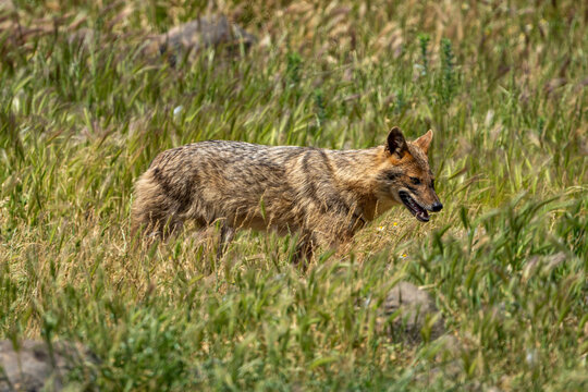 golden jackal.