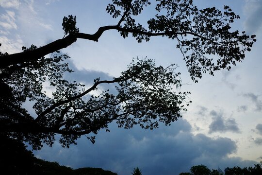 Silouettes