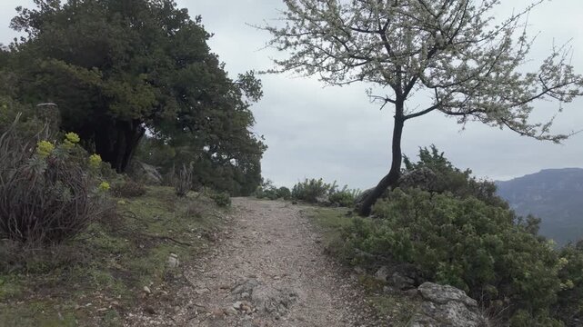 Walking POV View of Hiking Trail at Gorropu Canyon in Sardinia Italy and Blossoming Tree
