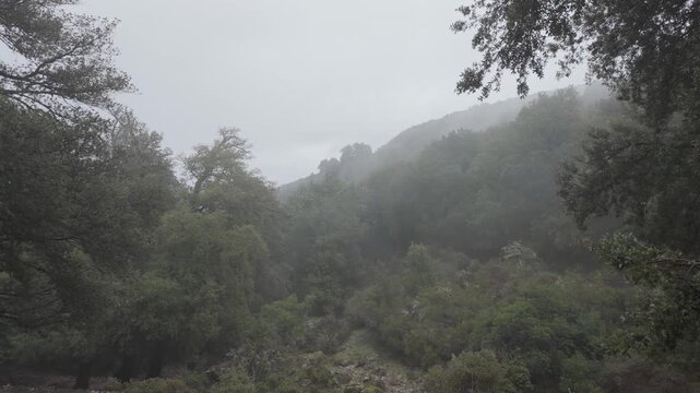 Misty forested canyon landscape with dense trees and rugged slopes in Gorropu Canyon, pan right