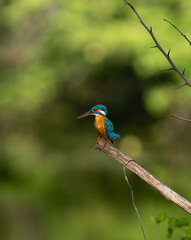Obraz premium Common Kingfisher Perching on Branch with Fish Near Water Sri Lanka