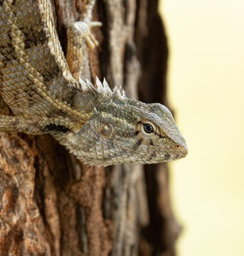 Common garden lizard headshot alert on tree bark in Sri Lanka